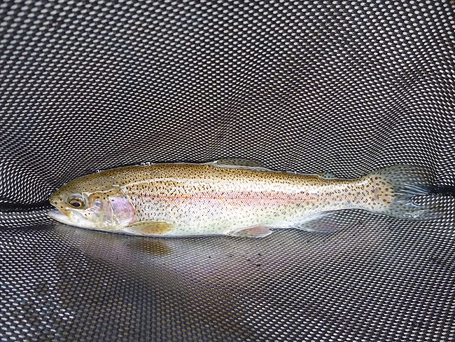 Sample rainbow from Kettle.JPG